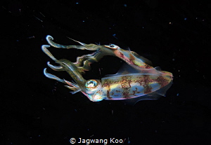 Squid Reflection Photo by Jagwang Koo 